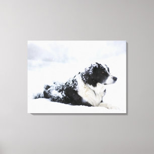 Sheepdog (Akbash/collieblandning) som ljuger ut Canvastryck