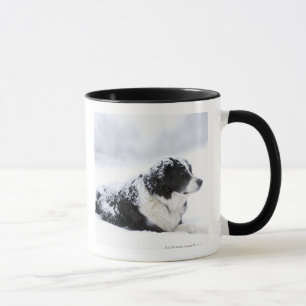 Sheepdog (Akbash/collieblandning) som ljuger ut Mugg