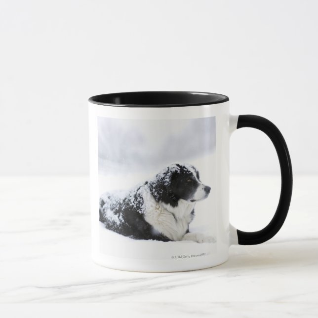 Sheepdog (Akbash/collieblandning) som ljuger ut Mugg (Höger)