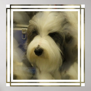 Sheepdogbildtryck Poster