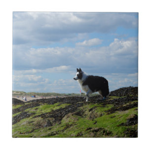 Sheepdogredo på stenar kakelplatta