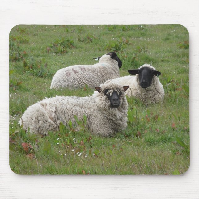 Sheepish känsla musmatta (Framsidan)