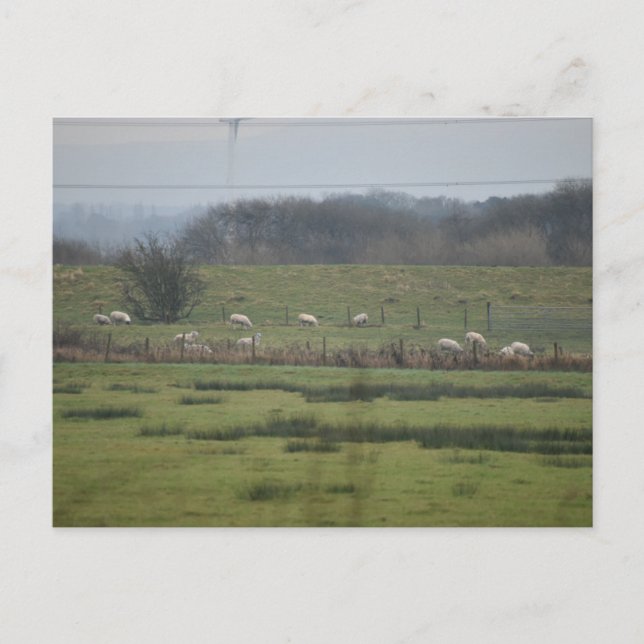 Sheeps Vykort (Framsida)