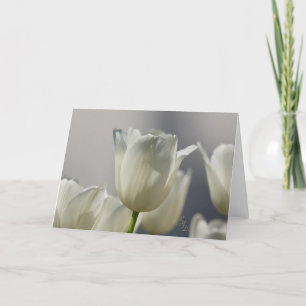 Sheer White Vår Tulips Lee Hiller Photography Kort