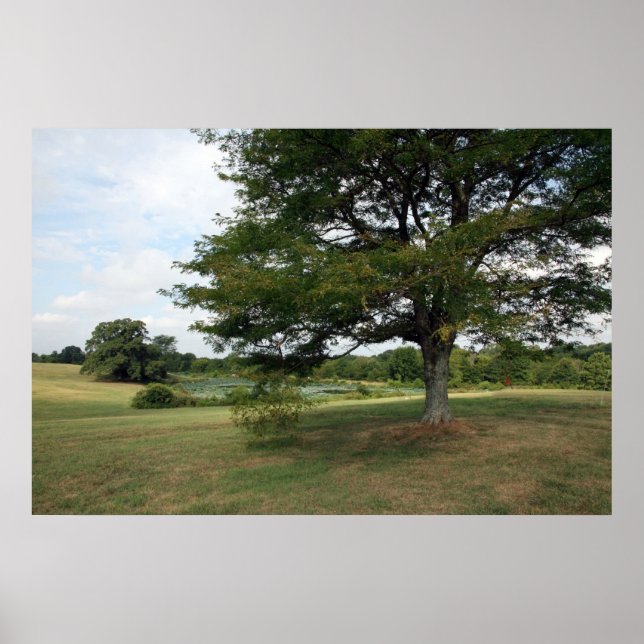 Shelby Farms Poster (Framsidan)