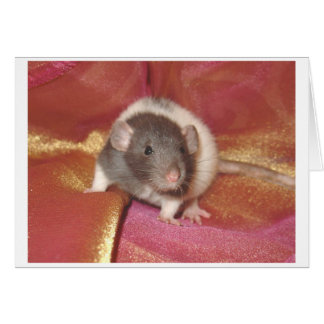 Shelby Hälsningskort