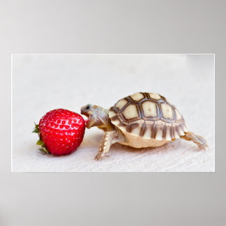 Sheldon & Strawberry Poster