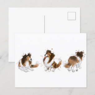 Sheldon the Sheltie Three Poses Vykort