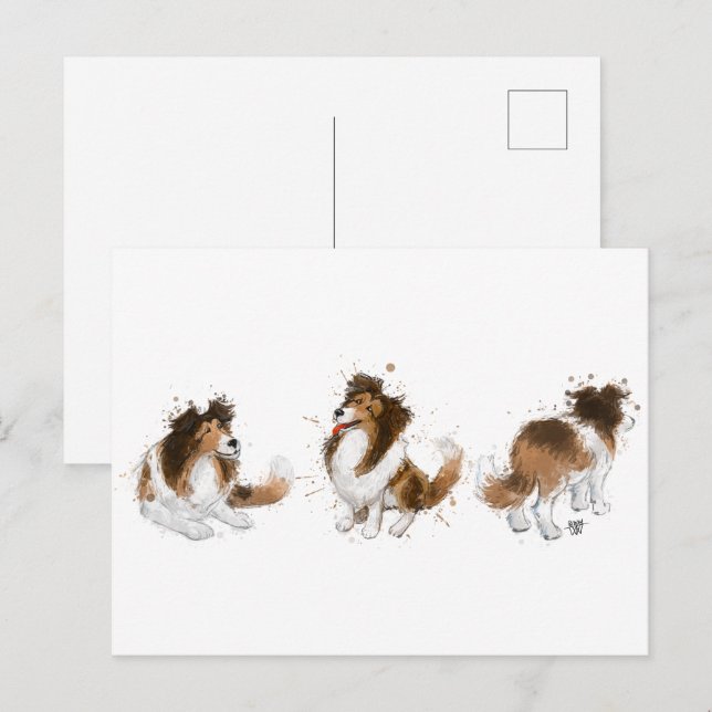 Sheldon the Sheltie Three Poses Vykort (Fram/baksida)