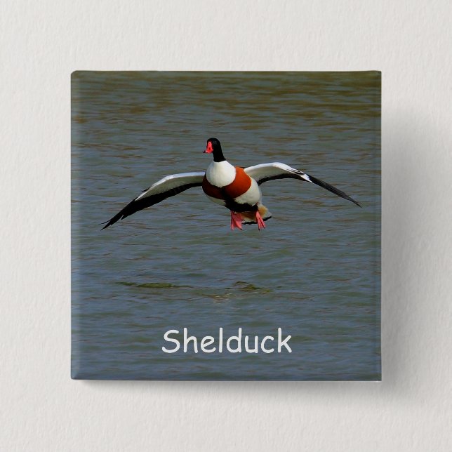 Shelduck Knapp (Framsida)