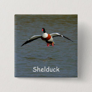 Shelduck Knapp