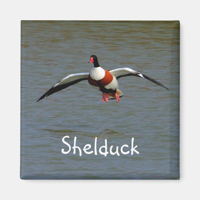 Shelduck Magnet (Framsidan)