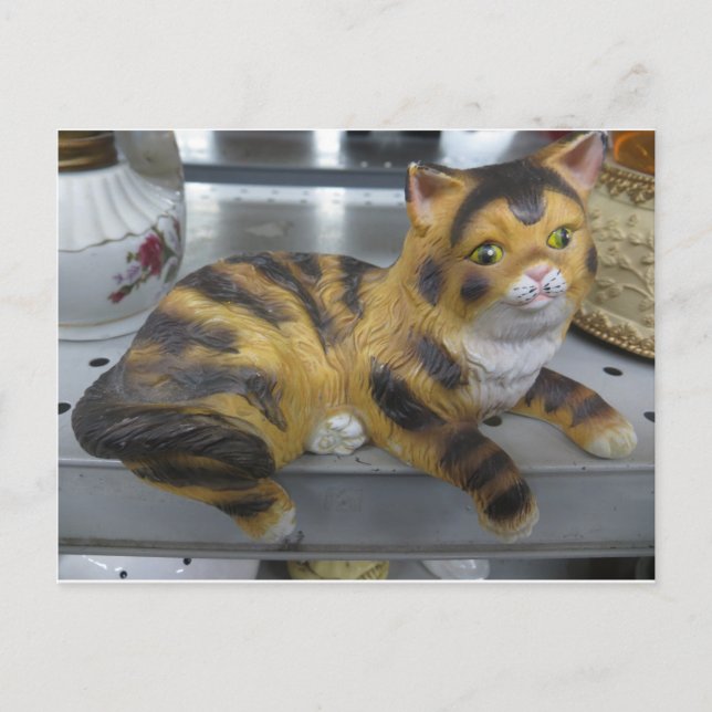 Shelf Cat Vykort (Framsida)