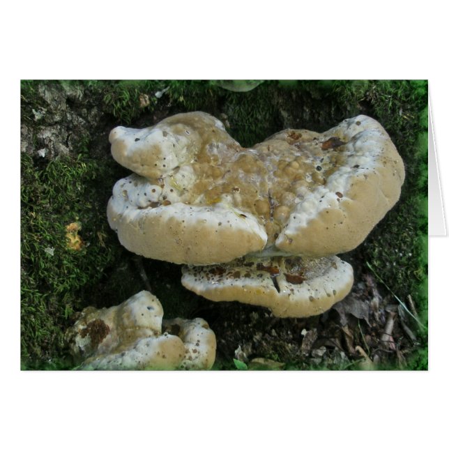 Shelf Fungi på stump Hälsningskort (Framsidan Horizontal)