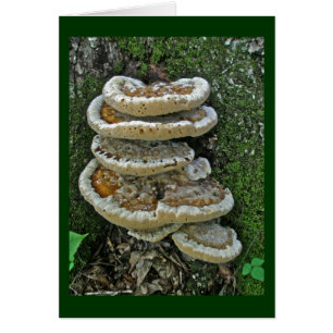 Shelf Fungi på stump Hälsningskort