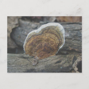 Shelf Fungus #3 vykort