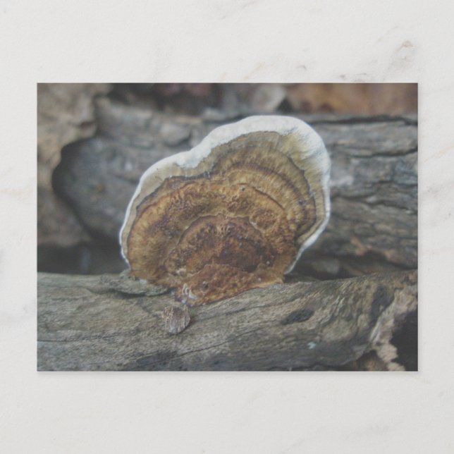 Shelf Fungus #3 vykort (Framsida)