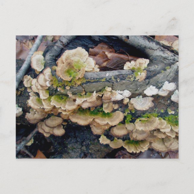 Shelf Fungus Colony December Postcard Vykort (Framsida)