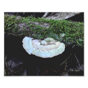 Shelf Life Fototryck