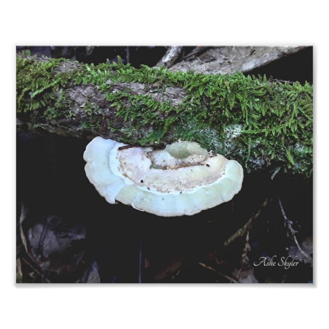 Shelf Life Fototryck (Framsidan)