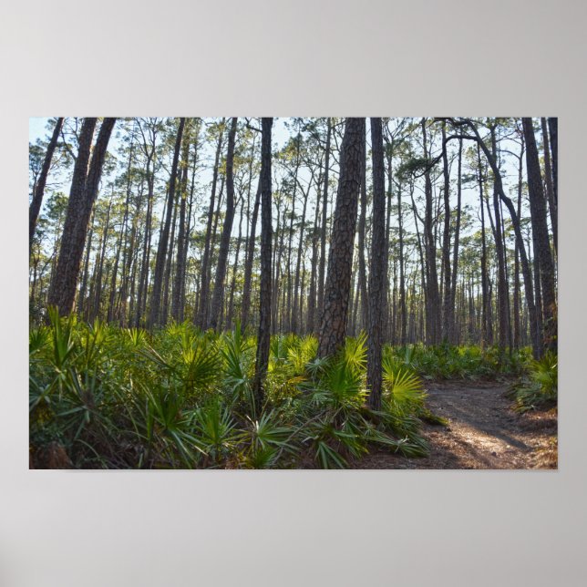 Shell Mound Park Trail, Dauphin Island, Al Poster (Framsidan)