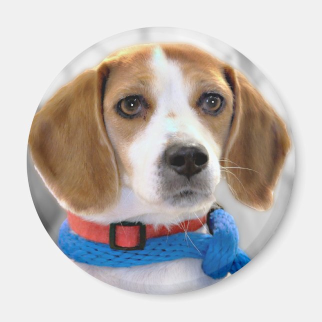 Shelter Beagle Photo Magnet (Framsidan)