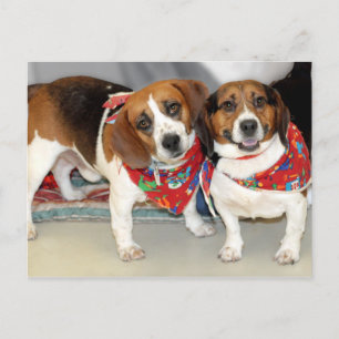 Shelter Beagles Photo Vykort