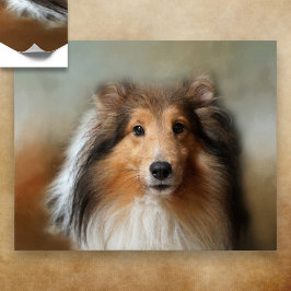 Shelti Sheep Hund Poster