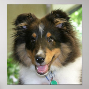 Sheltie affisch
