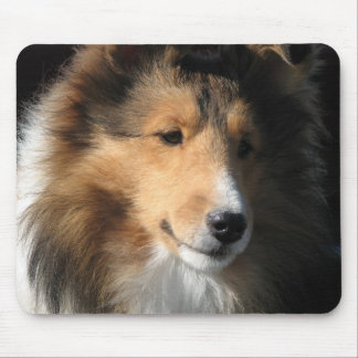 Sheltie ansikte musmatta