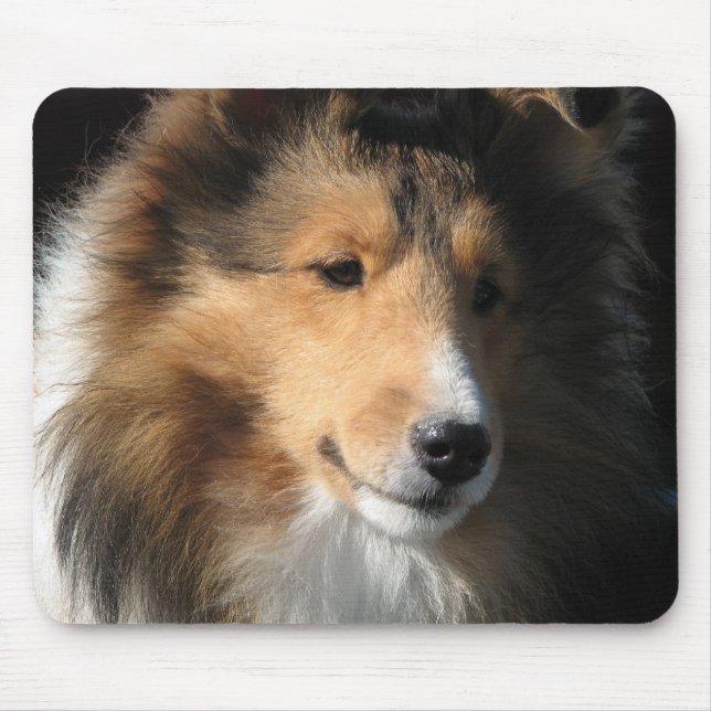Sheltie ansikte musmatta (Framsidan)
