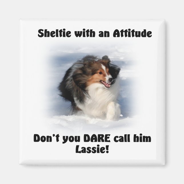 Sheltie Attitude Magnet (Framsidan)