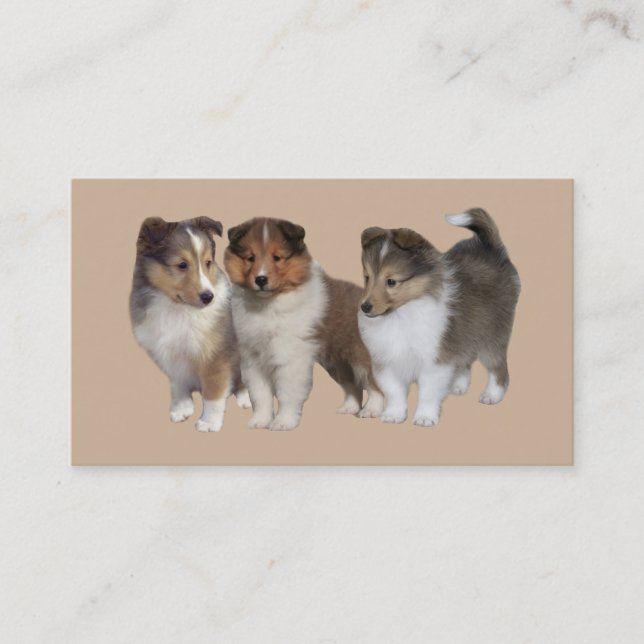 Sheltie avelsdjurvisitkort visitkort (Framsida)