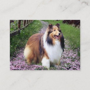 Sheltie avelsdjurvisitkort visitkort