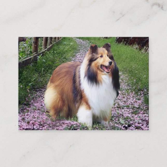 Sheltie avelsdjurvisitkort visitkort (Framsida)