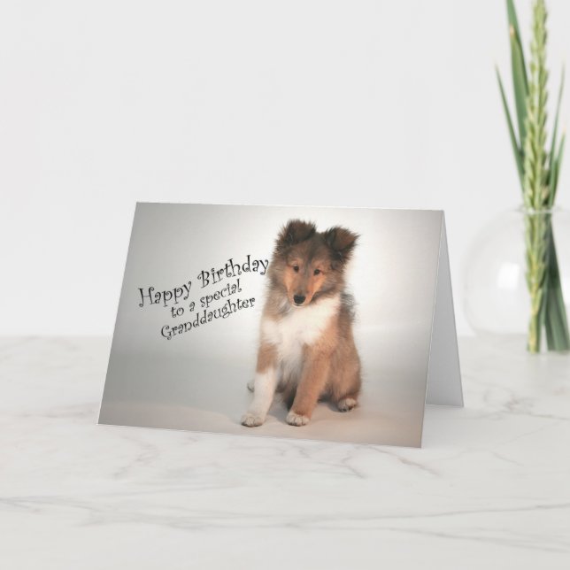 Sheltie Birthday Card för farmaceuter Kort (Framsida)