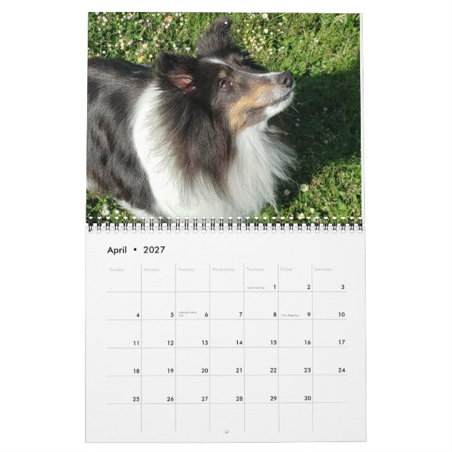 Sheltie Calendar 2024 Kalender (Apr 2027)