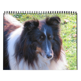 Sheltie Calendar Kalender