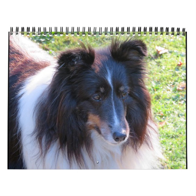 Sheltie Calendar Kalender (Omslag)