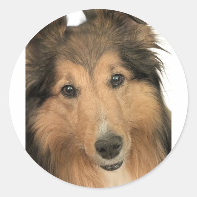 Sheltie-dekaler Runt Klistermärke (Framsida)