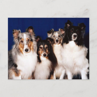 Sheltie Group Vykort