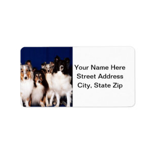 Sheltie grupp adressetikett