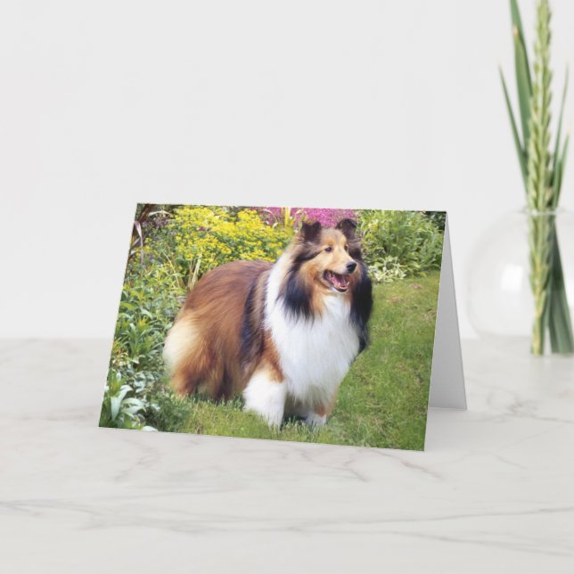 Sheltie hälsningkort kort (Framsida)