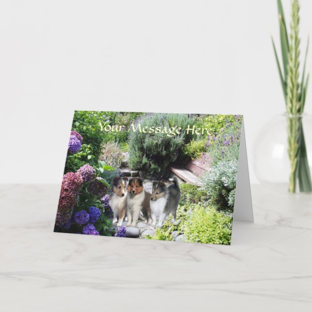 Sheltie hälsningkort kort (Framsida)