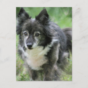 Sheltie Hund Bild vykort