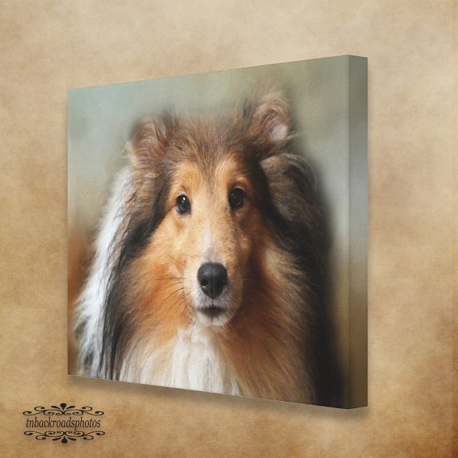 Sheltie Hund Canvastryck (Skapare uppladdad)