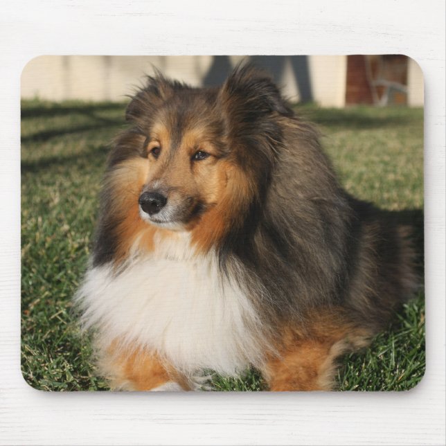 Sheltie hund Mousepad Musmatta (Framsidan)