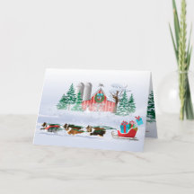 Sheltie Hundar Brown, Black and Grått, Pulling Sle