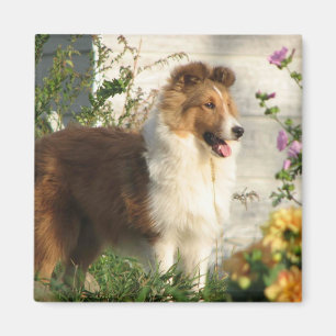Sheltie i blommamagnet magnet