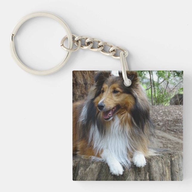 Sheltie i skogen (Framsidan)